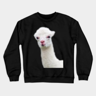 White Baby Alpaca, Llama, Cria Crewneck Sweatshirt